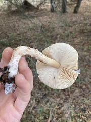 Lepiota spheniscispora