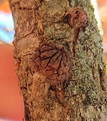 Andricus truncicolus