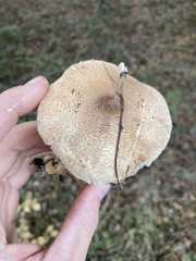 Lepiota spheniscispora