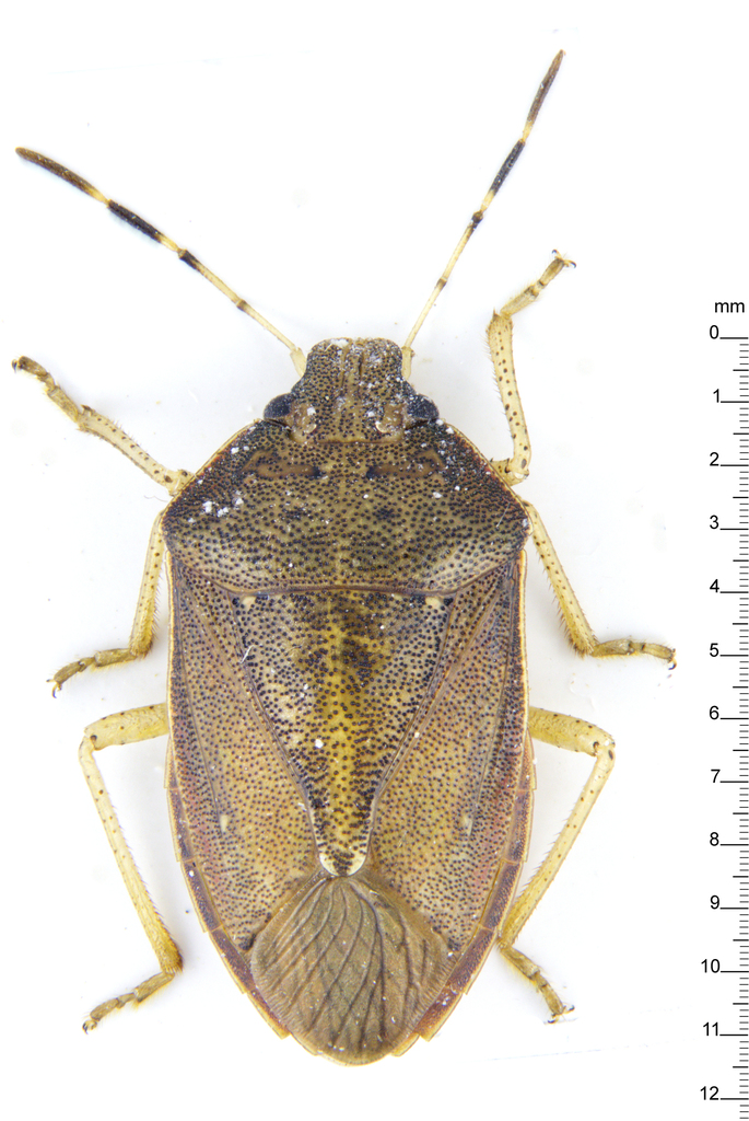 Niphe vittativentris