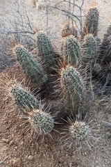 Echinocereus engelmannii fasciculatus
