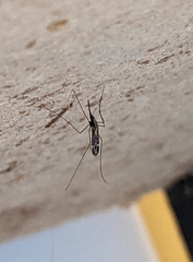 Anopheles punctipennis