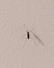 Anopheles punctipennis