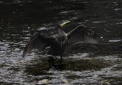 Phalacrocorax carbo