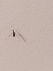 Anopheles punctipennis