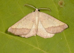 Lychnosea helveolaria