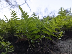 Polypodium