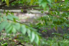 Chloropsis sonnerati