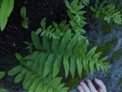Polypodium