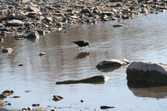 Himantopus novaezelandiae