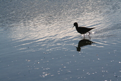 Himantopus novaezelandiae