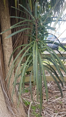 Pseudopanax crassifolius