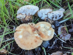 Polyporus decurrens