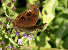 Junonia stemosa