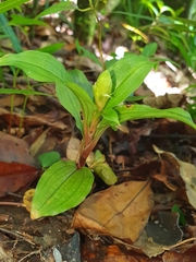 Platylepis