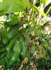 Cupaniopsis anacardioides