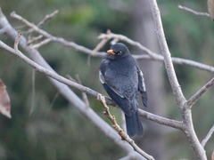Turdus boulboul