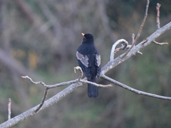 Turdus boulboul
