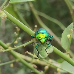 Chrysocoris