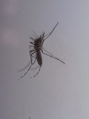Aedes albopictus