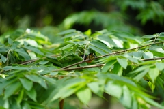 Dicaeum trigonostigma