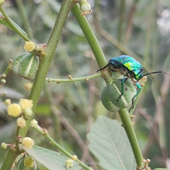 Chrysocoris
