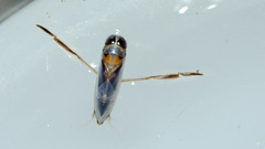 Anisops