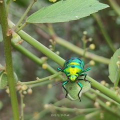 Chrysocoris