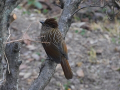 Grammatoptila striata