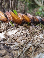 Dendrobium monophyllum