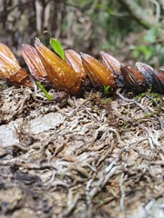 Dendrobium monophyllum