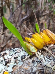 Dendrobium monophyllum