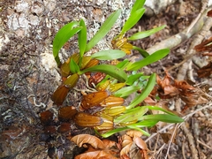 Dendrobium monophyllum