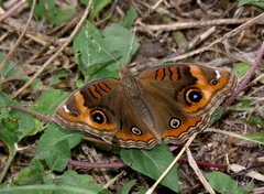 Junonia stemosa