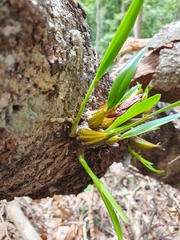 Dendrobium monophyllum