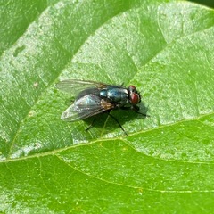 Eudasyphora