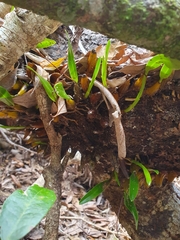 Dendrobium monophyllum