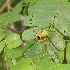 Plautia