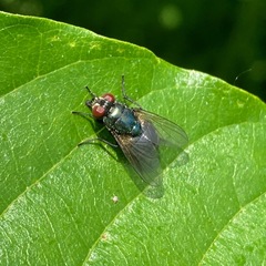 Eudasyphora