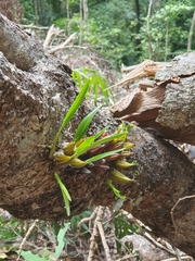 Dendrobium monophyllum