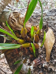 Dendrobium monophyllum