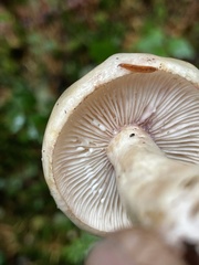Lactarius pallescens