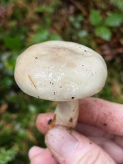 Lactarius pallescens