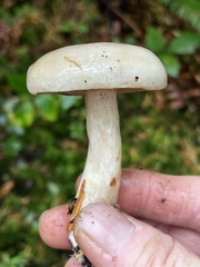 Lactarius pallescens