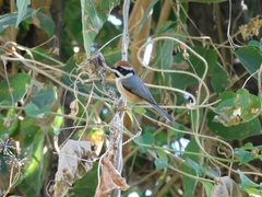 Aegithalos concinnus