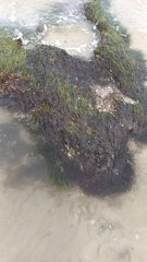 Zostera muelleri