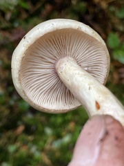 Lactarius pallescens