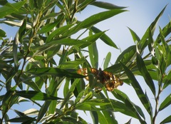Apatura ilia
