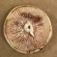 Lactarius pallescens