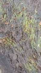 Zostera muelleri